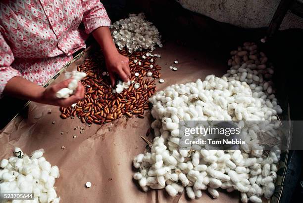 separating larvae from silk cocoons, china - silk moth stock pictures, royalty-free photos & images