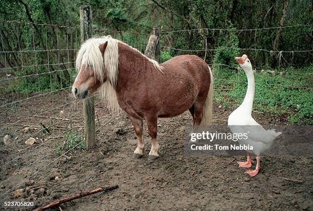 miniature horse and goose in pasture - miniature horse stock pictures, royalty-free photos & images