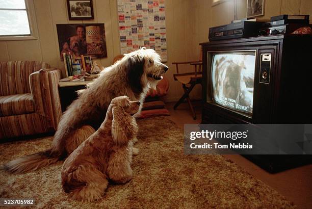 dogs watching television - 80s living room fotografías e imágenes de stock