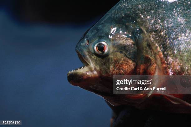piranha out of water - cypriniforme photos et images de collection