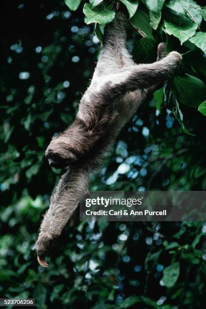 three-toed sloth hanging from a rain forest tree - three toed sloth stock pictures, royalty-free photos & images