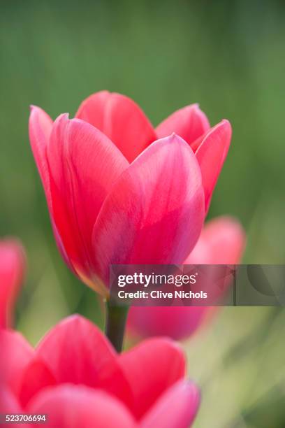 rhs garden , wisley, surrey: close up of tulip - tulipa cosmopolitan - pink, spring, bulb - tulip stock pictures, royalty-free photos & images