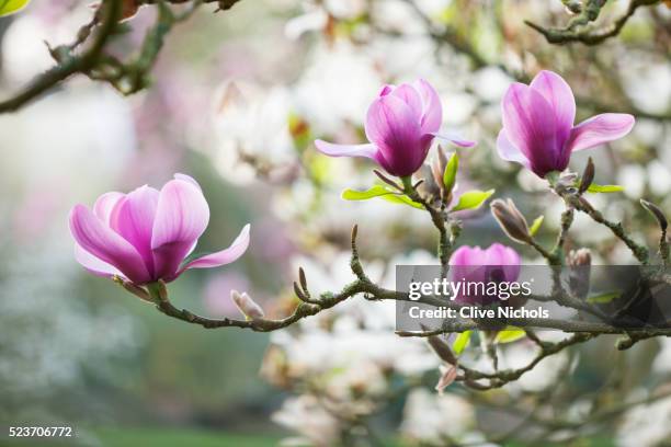 spinners garden and nursery, hampshire: pink flowers of magnolia serene - magnolia flower stock-fotos und bilder