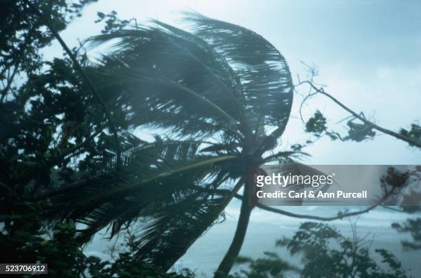 hurricane gilbert blows the treetops - hurricane stock-fotos und bilder