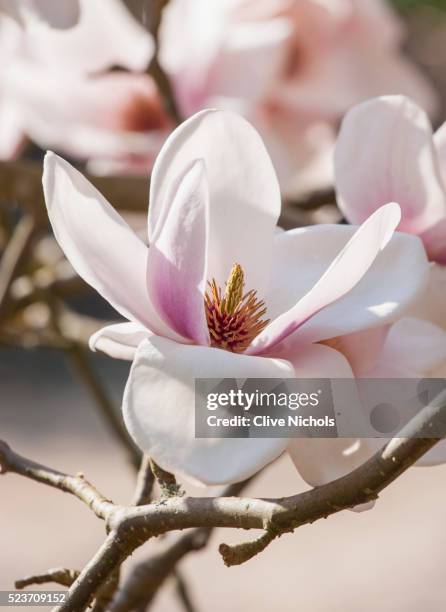 rhs garden, wisley, surrey: magnolia milky way - spring, flower - magnolia stellata stockfoto's en -beelden
