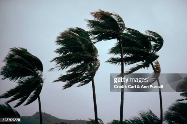 typhoon winds blowing coastal palms - vento foto e immagini stock
