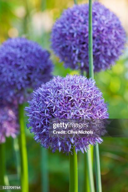 rhs garden, wisley, surrey: allium globemaster - purple, allium, bulb, onion - zierlauch stock-fotos und bilder