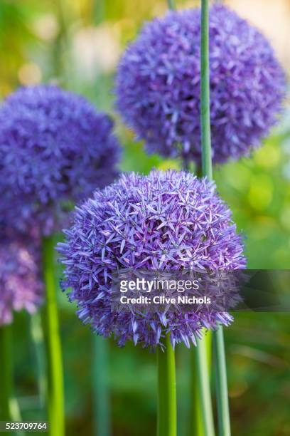 rhs garden, wisley, surrey: allium globemaster - purple, allium, bulb, onion - allium stock pictures, royalty-free photos & images