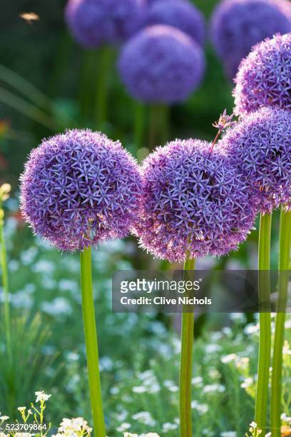 rhs garden, wisley, surrey: allium globemaster - onion, bulb, purple - allium stock pictures, royalty-free photos & images