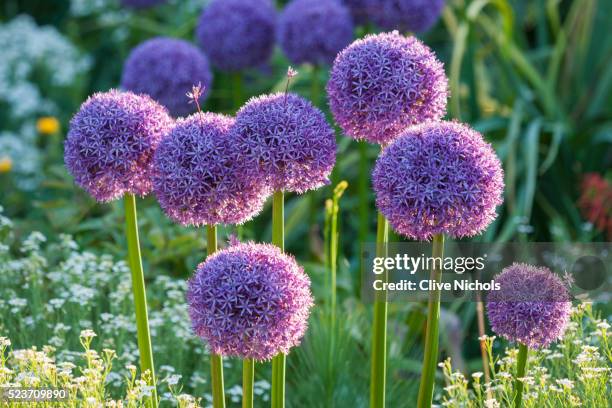 rhs garden, wisley, surrey: allium globemaster - onion, bulb, purple - lauch stock-fotos und bilder