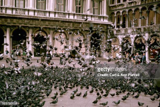 pigeons in piazza san marco - saint mark stock pictures, royalty-free photos & images