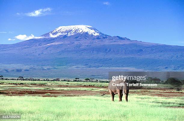 mount kilimanjaro from kenya - mt kilimanjaro stock pictures, royalty-free photos & images