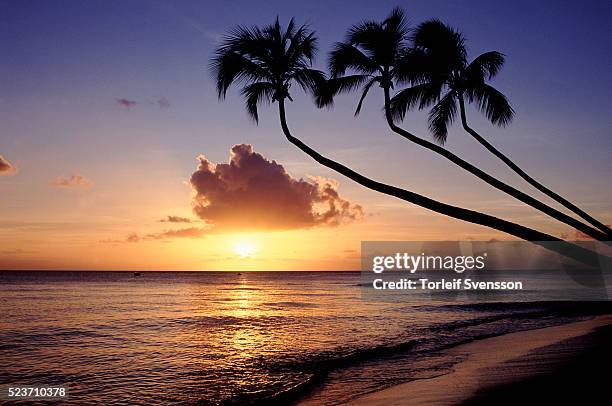 barbados - barbados sunset stock pictures, royalty-free photos & images