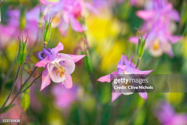 pettifers garden, oxfordshire: unnamed pink aquilegias in early morning light. flower, close up, sum - columbine flower stock pictures, royalty-free photos & images