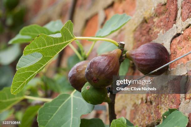west dean gardens, west sussex: close up of fig in the walled vegetable garden, august, fruit, edibl - fig tree fotografías e imágenes de stock