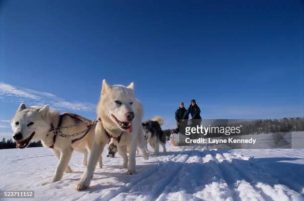 canadian eskimo dogs pulling sled - boundary waters canoe area stock-fotos und bilder