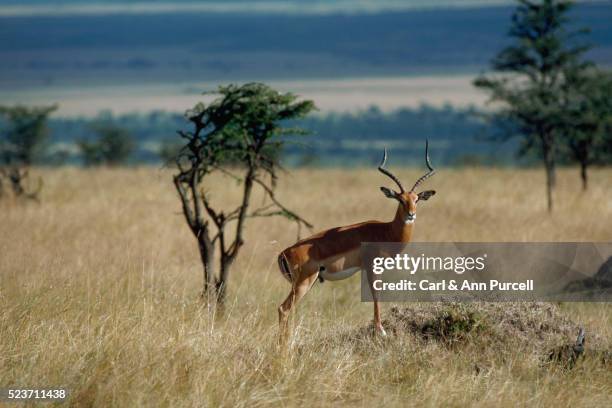 male impala in grass field - impala foto e immagini stock