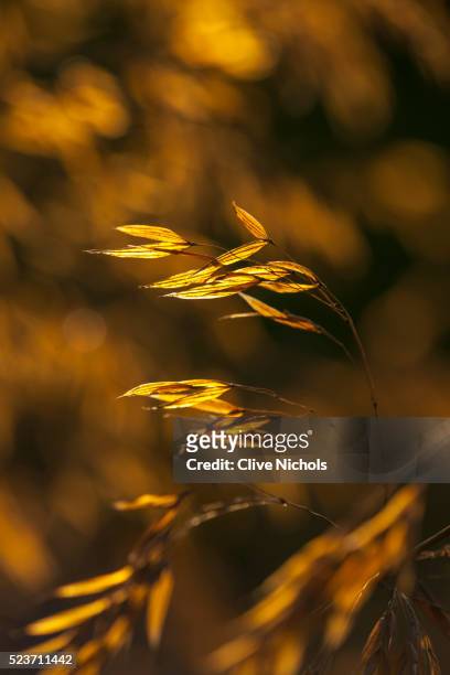 giant feather grass (stipa gigantea) - stipa stock pictures, royalty-free photos & images