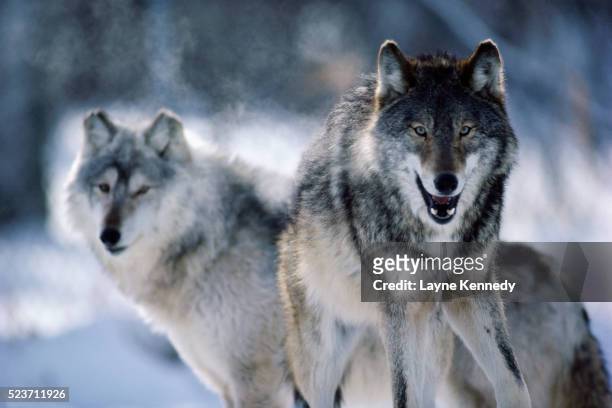 gray wolves - grijze wolf stockfoto's en -beelden
