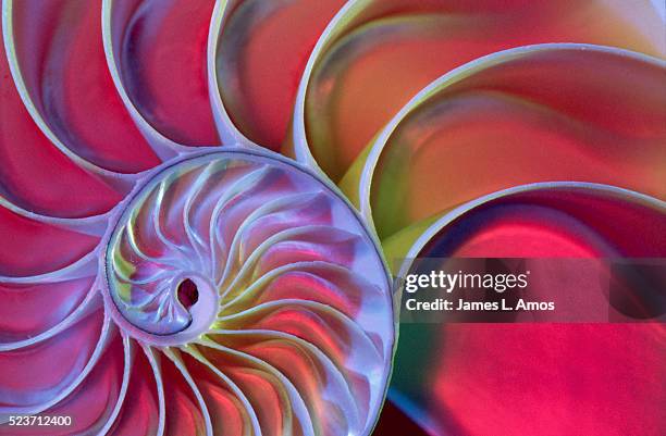 chambered nautilus in colored light - spirale photos et images de collection