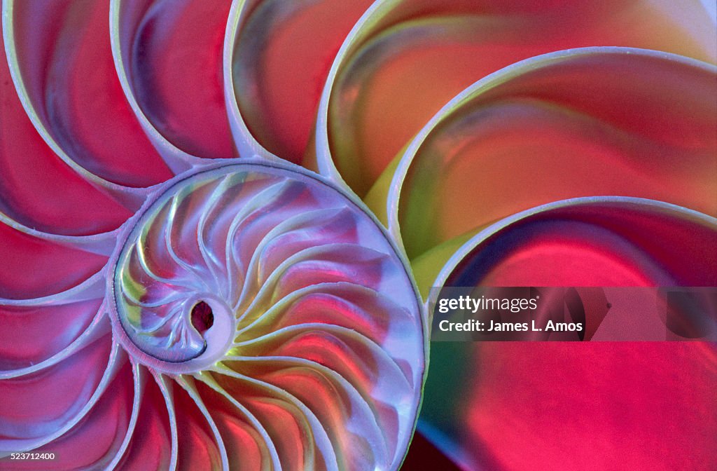 Chambered Nautilus in Colored Light
