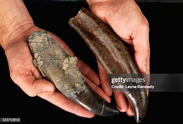 tyrannosaurus teeth - t rex fossil stock pictures, royalty-free photos & images