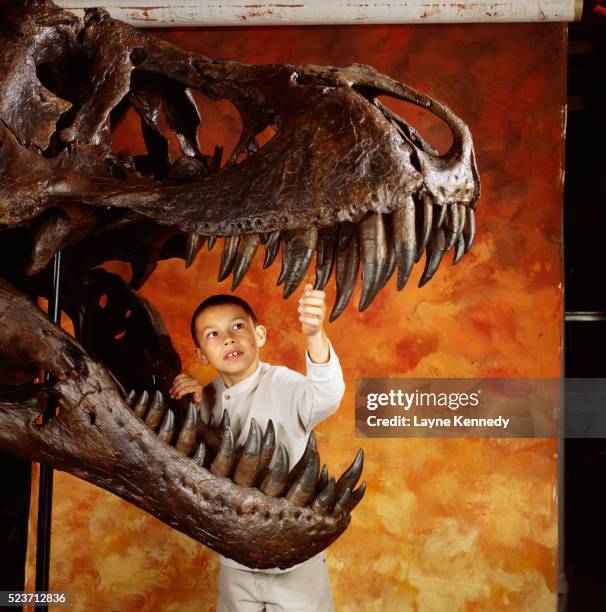 boy with tyrannosaurus rex skull - human skull museum stock-fotos und bilder