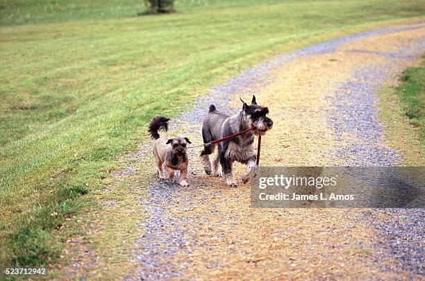 schnauzer walking with a friend - schnauzer stock pictures, royalty-free photos & images