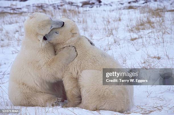 polar bears cuddling - cuddling animals fotografías e imágenes de stock