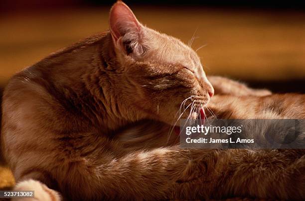 cat cleaning itself - lamber imagens e fotografias de stock