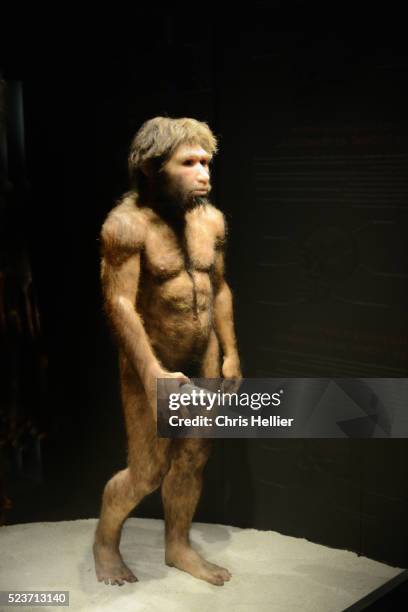 primitive man homo heidelbergensis - neanderthal fotografías e imágenes de stock