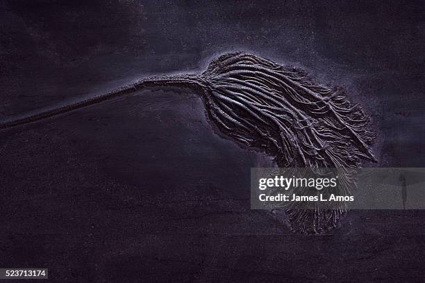 crinoid fossil in limestone - fossil stock pictures, royalty-free photos & images