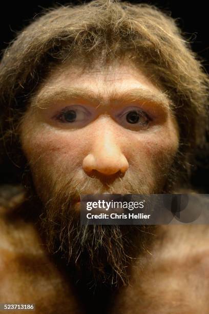 primitive man homo heidelbergensis - homo neanderthalensis stock pictures, royalty-free photos & images