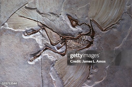 Berlin Specimen of Archaeopteryx Berlin Specimen of Archaeopteryx