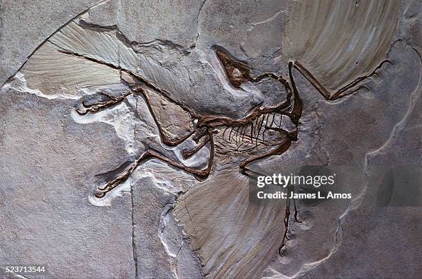 berlin specimen of archaeopteryx - paléontologie photos et images de collection