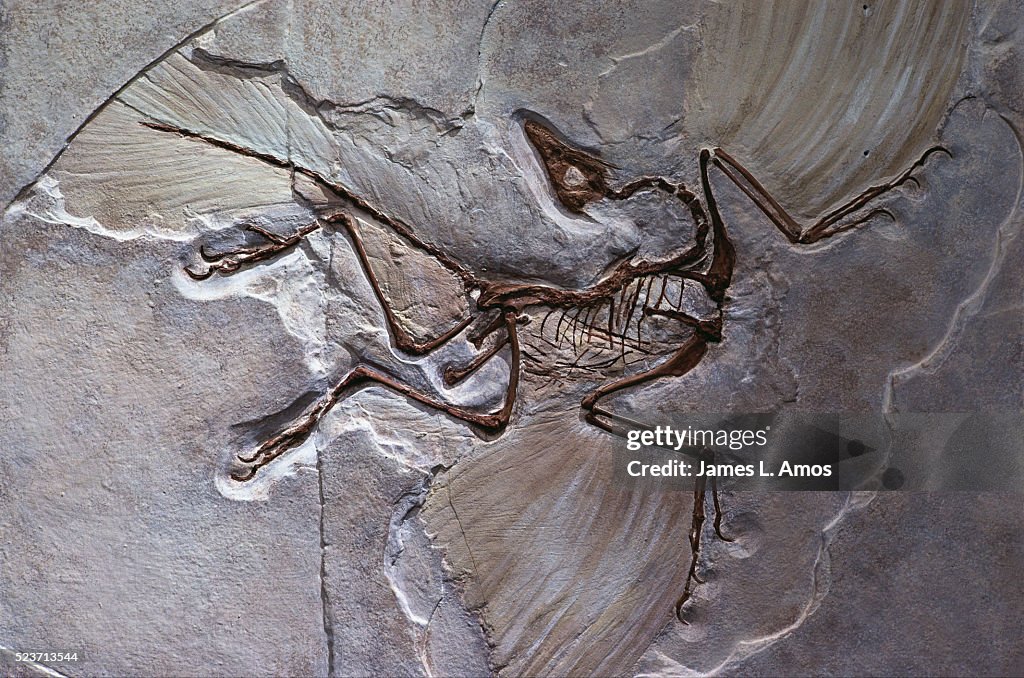 Berlin Specimen of Archaeopteryx