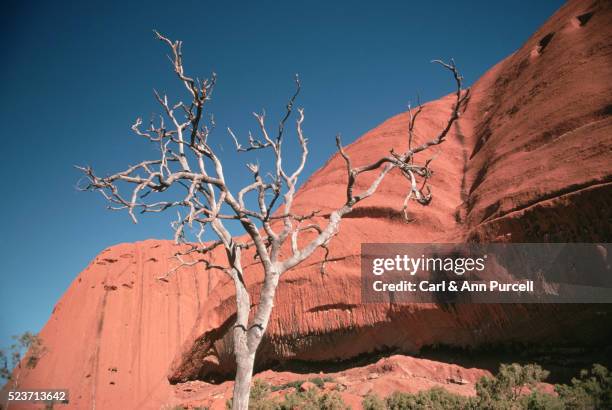 dry tree on ayers rock, australia - ann ayers stock-fotos und bilder