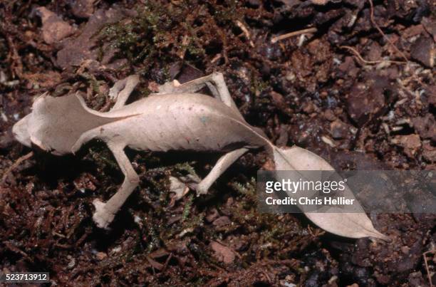 leaf-tailed uroplatus phantasticus gecko - uroplatus phantasticus ストックフォトと画像