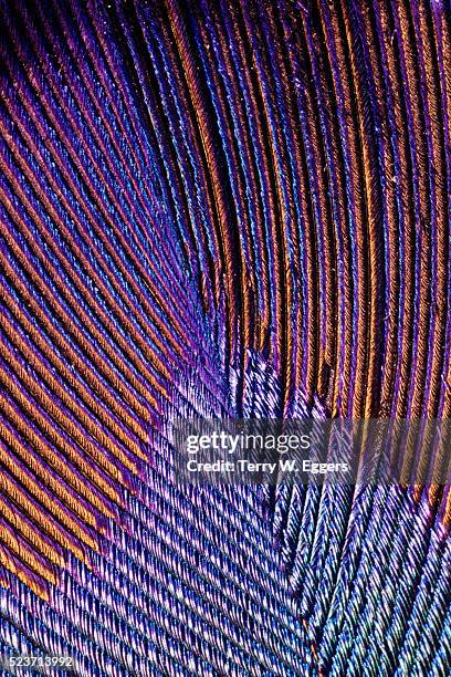 peacock feather - pauwenveer stockfoto's en -beelden