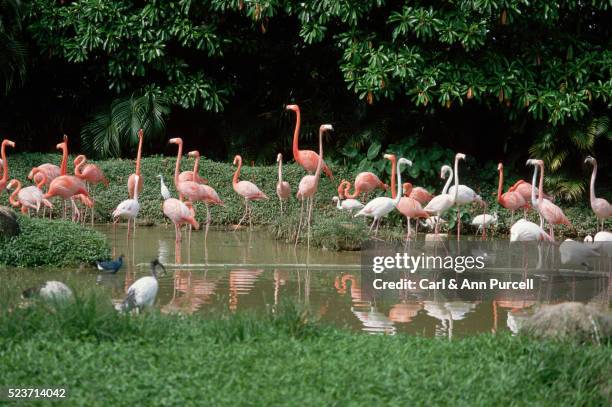 flamingos in a pond - jurong bird park stock pictures, royalty-free photos & images