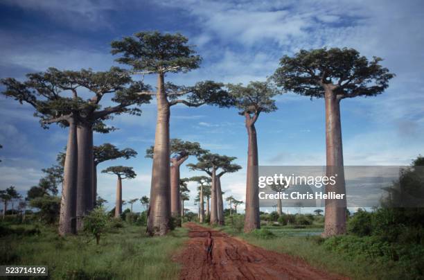 baobab trees - baobab stockfoto's en -beelden