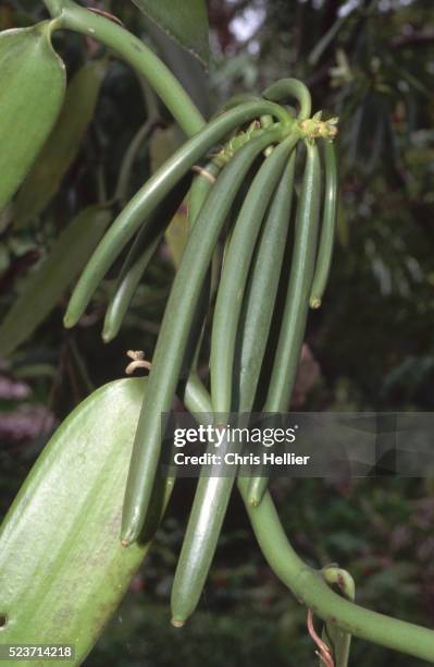 vanilla beans on a plant - madagascar stock-fotos und bilder
