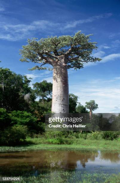 single adansonia grandidieri tree by a pond - baobab tree stock pictures, royalty-free photos & images