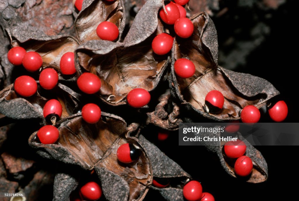Scarlet Berries on an Abrus precatorius Plant