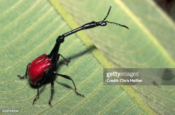 giraffe-necked weevil on the underside of a leaf - giraffe weevil stock pictures, royalty-free photos & images