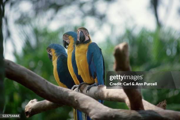 macaws on branch - jurong bird park stock pictures, royalty-free photos & images