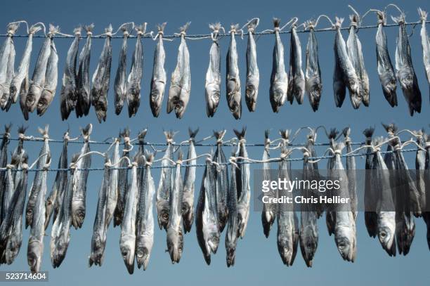 sardines hung out to dry - dried fish stock pictures, royalty-free photos & images