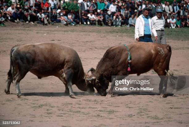 bulls wrestling during kafkasor festival - bull butting stock pictures, royalty-free photos & images