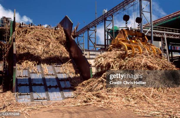 Processed Cane 585 Processing Sugar Cane Stock Photos, High-Res Pictures, and Images ...