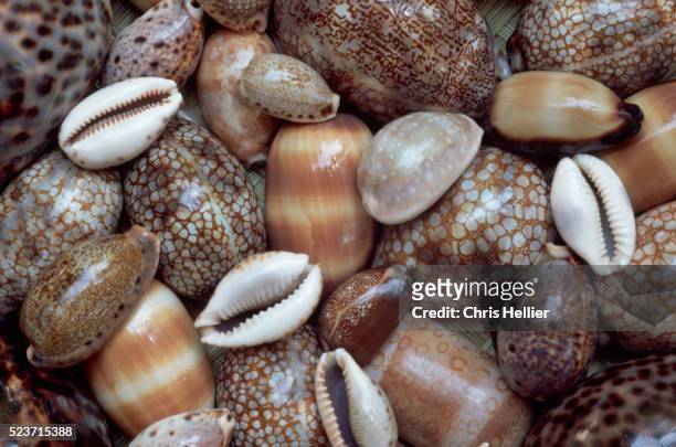 cowrie shells - cowrie shell stock pictures, royalty-free photos & images